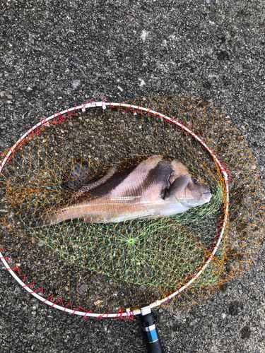 コショウダイの釣果