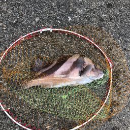 コショウダイ