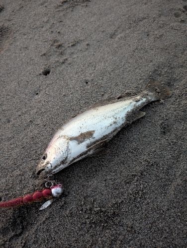ニベの釣果