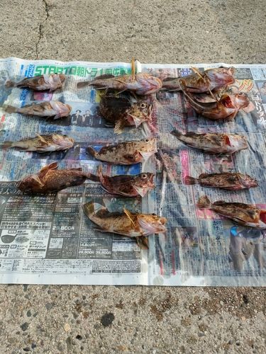 カサゴの釣果