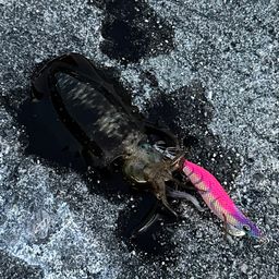 アオリイカ