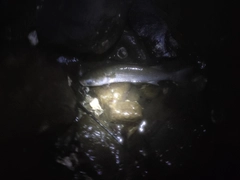 ボラの釣果
