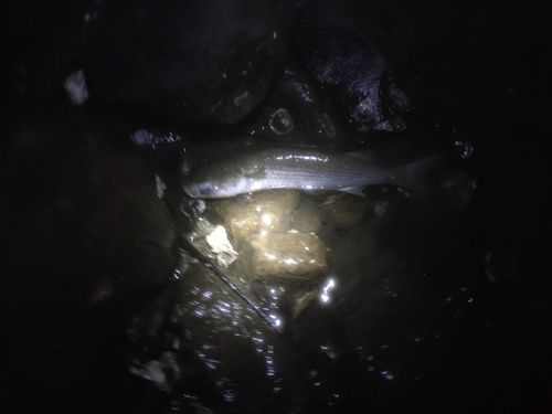 ボラの釣果