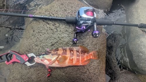 アカハタの釣果