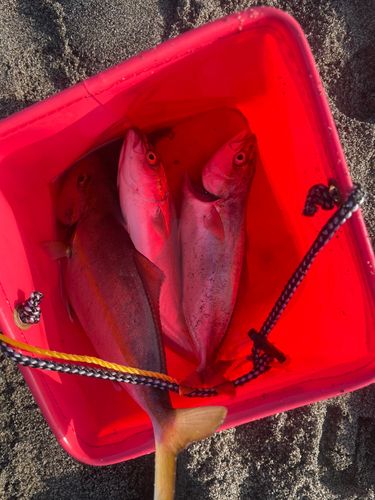 ショゴの釣果