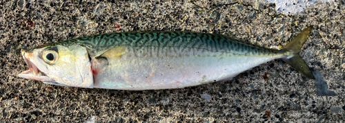 サバの釣果