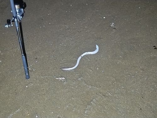 アナゴの釣果