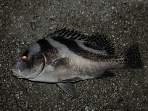 コショウダイの釣果