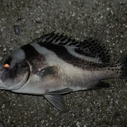 コショウダイ