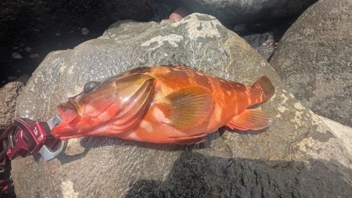 アカハタの釣果
