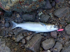ボラの釣果