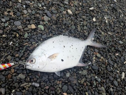 コバンアジの釣果