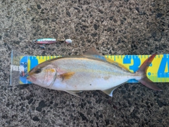 カンパチの釣果