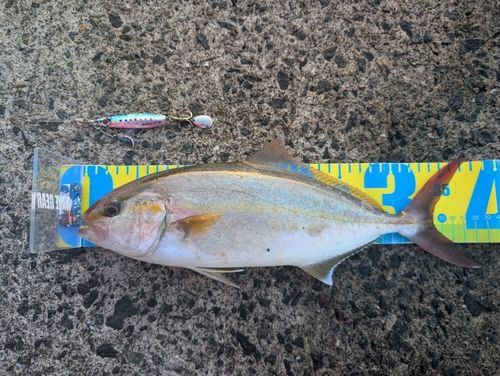 カンパチの釣果