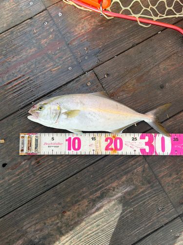 シオの釣果
