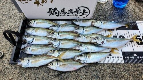 マアジの釣果