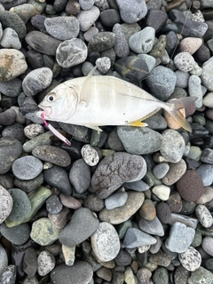 ギンガメアジの釣果