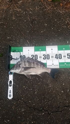 チヌの釣果