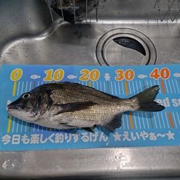 クロダイ