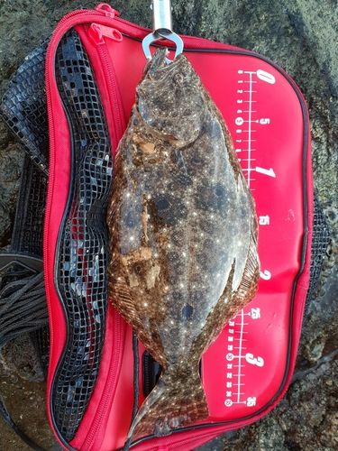 ヒラメの釣果