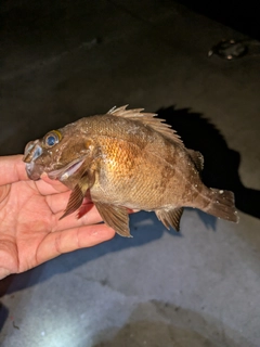 メバルの釣果