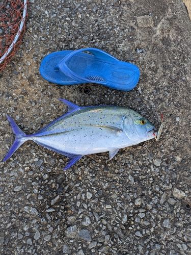 カスミアジの釣果