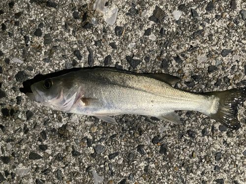セイゴ（ヒラスズキ）の釣果