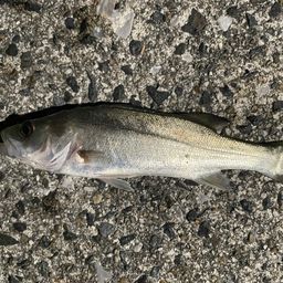 セイゴ（ヒラスズキ）