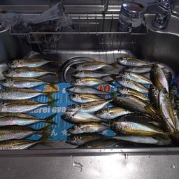 アジ