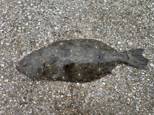 ソゲの釣果
