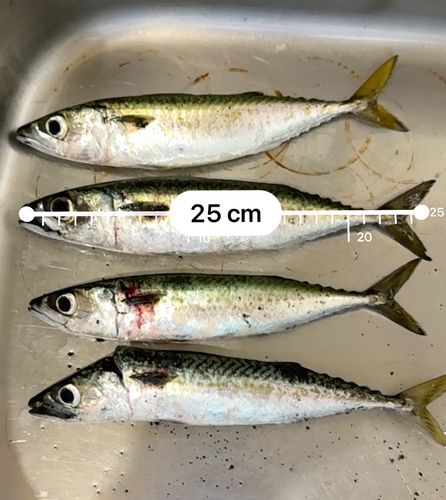 サバの釣果