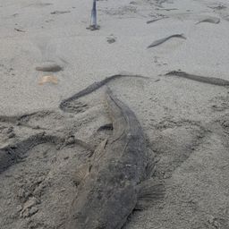 マゴチ