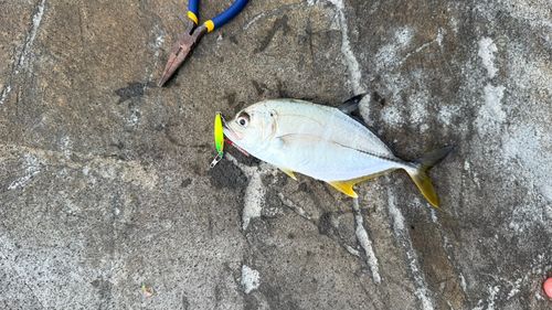 メッキの釣果