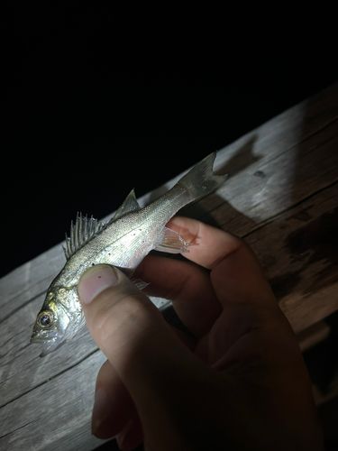 セイゴ（マルスズキ）の釣果