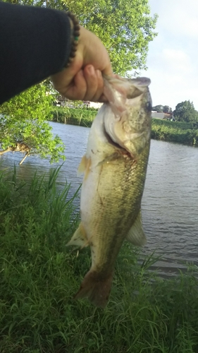 ラージマウスバスの釣果