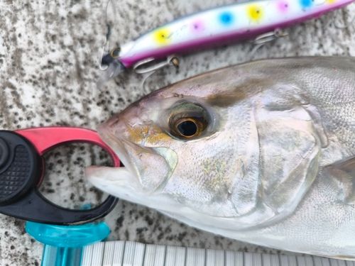 ショゴの釣果