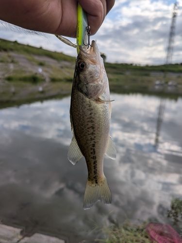 利根川中流