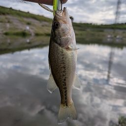 ラージマウスバス