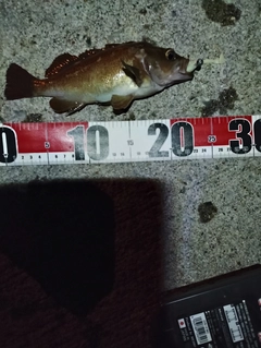 ガヤの釣果