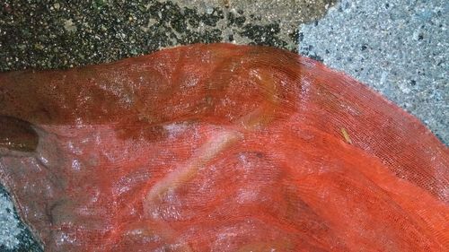 ウナギの釣果