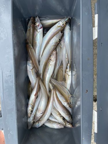 シロギスの釣果