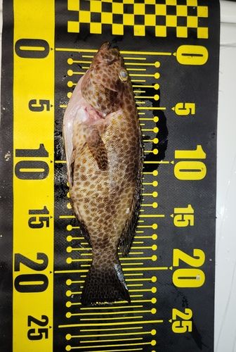 オオモンハタの釣果