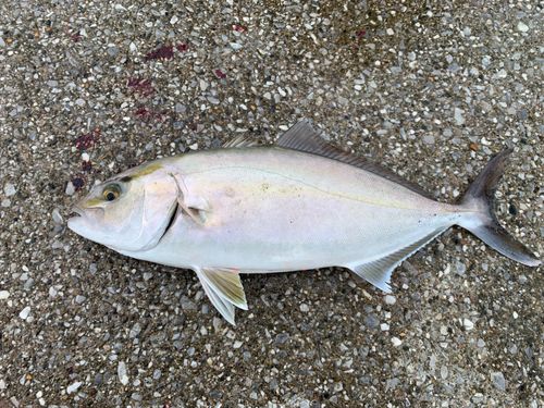 ショゴの釣果