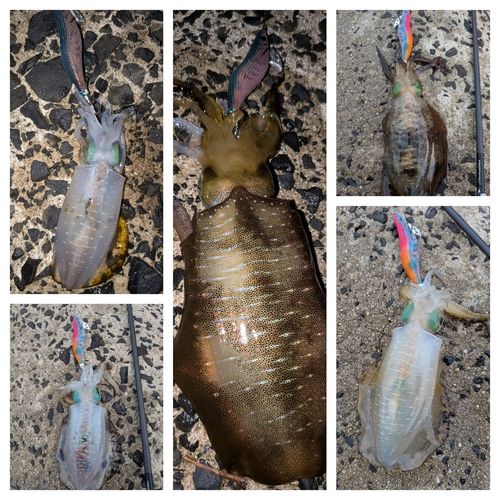 アオリイカの釣果