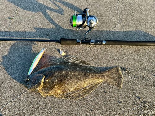 ヒラメの釣果