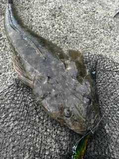 マゴチの釣果
