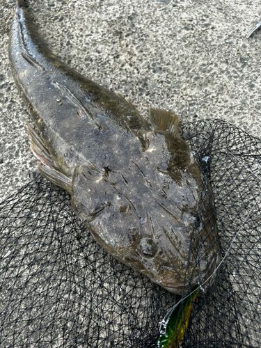 マゴチの釣果