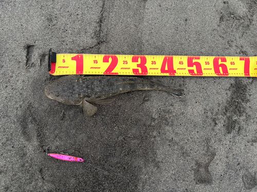 マゴチの釣果