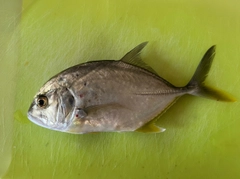 ロウニンアジの釣果