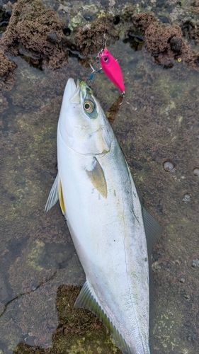 ワカシの釣果